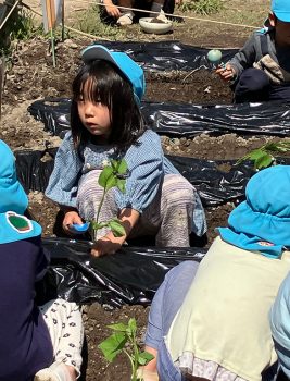 さつまいも苗植え　2025/5/9